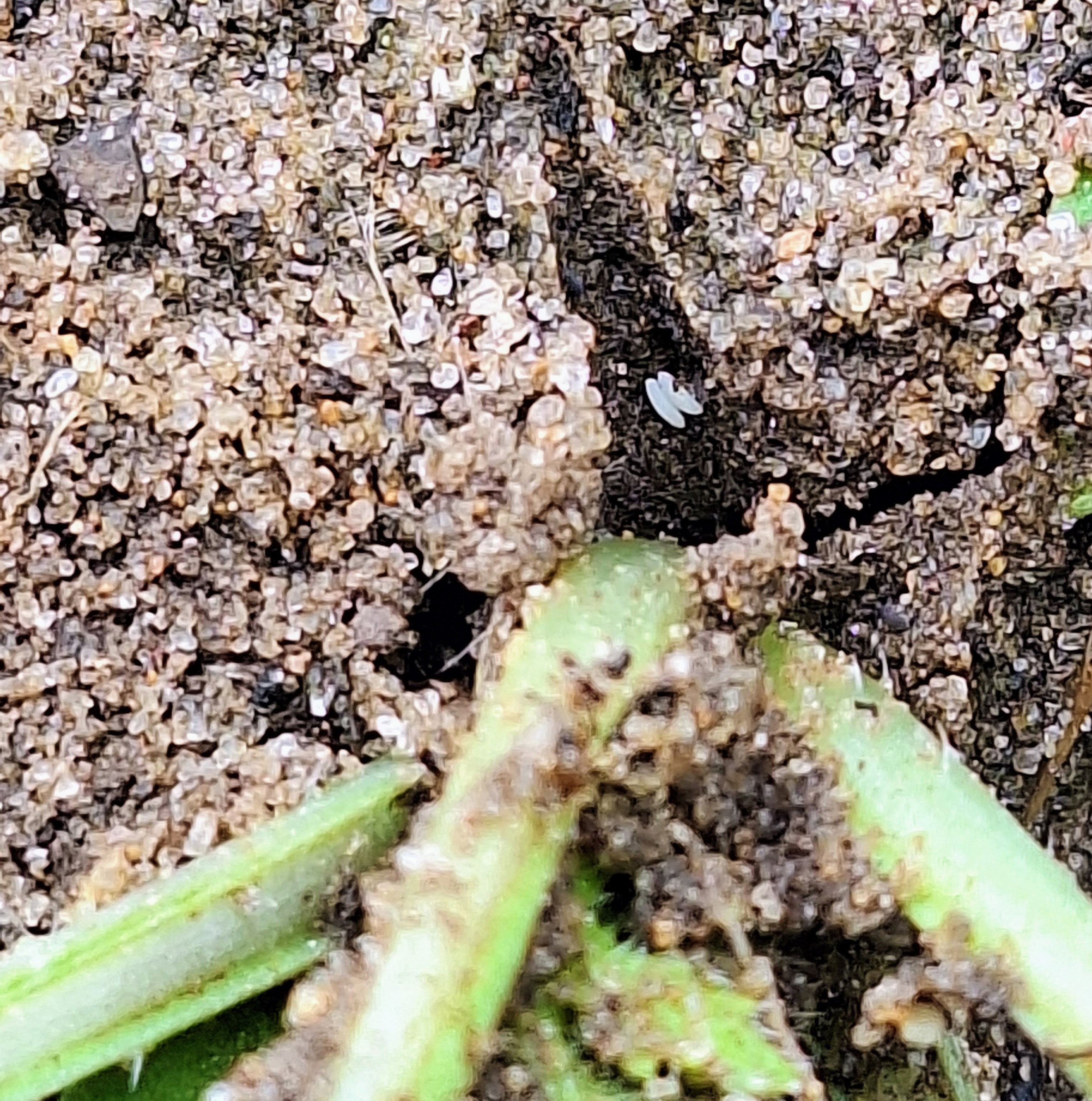 Tiny, white cabbage maggot eggs at the base of a plant.